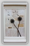 letters to alois